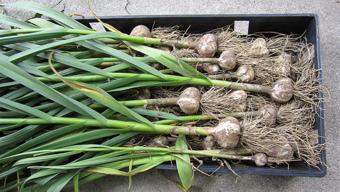 Garden20190617_4422_garlic_harvested_700.jpg