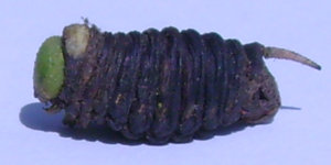 Flue-cured Hornworm.JPG