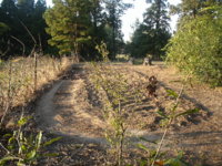 After the harvest 2012 011.JPG