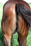 th_horses-ass-thumb2483689.jpg