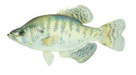 fish_crappie_white_md.jpg