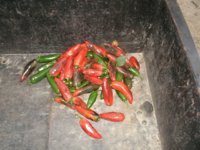 Peppers 002.JPG