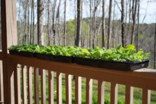 plants outside 4-5.JPG