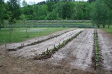 4-24-15 post plant patch.JPG