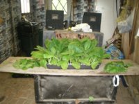 Plants 002.JPG