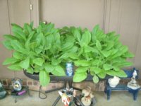 Plants 005.JPG