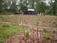 The garden of Eden 005.JPG