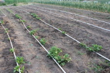 PVC Drip irrigation.jpg