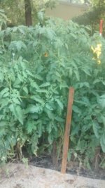 IMG_20160612_181622225.jpg