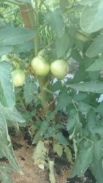 IMG_20160612_181659418.jpg
