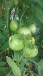 IMG_20160612_181528339.jpg