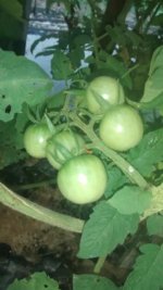 IMG_20160612_181551672.jpg
