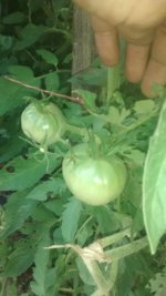 IMG_20160612_181600230.jpg