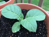 tobacco1.jpg tobacco1.jpg