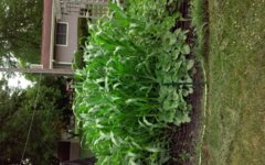 20160702_114315.jpg