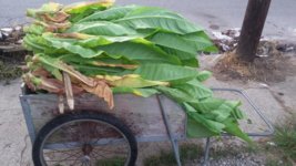 20160827_073719.jpg 20160827_073719.jpg