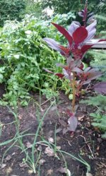 IMG_20170705_051835819~2.jpg