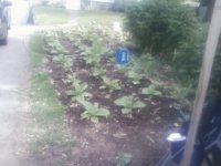 Tobacco Seedlings 6-17-17-5.jpg
