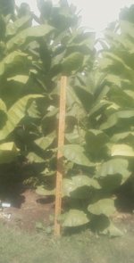 Tobacco Seedlings 8-06-17-59 (2).jpg