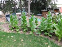 Tobacco Seedlings 8-12-17 83.jpg