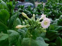 Tobacco Seedlings 8-12-17 84-1.jpg
