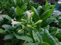 Tobacco Seedlings 8-12-17 84-2.jpg