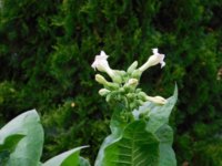Tobacco Seedlings 8-12-17 84-4.jpg