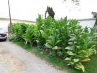 Tobacco Seedlings 8-23-17 114.jpg