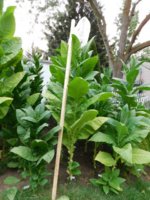 Tobacco Seedlings 8-23-17 118.jpg