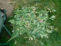 Tobacco Seedlings 9-17-17 182.jpg Tobacco Seedlings 9-17-17 182.jpg