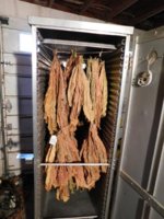 Tobacco Seedlings 9-20-17 188.jpg