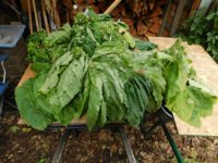 Tobacco Seedlings 9-21-17 190.jpg
