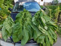 Tobacco Seedlings 9-21-17 192.jpg
