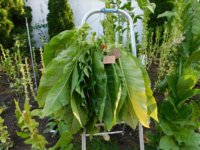 Tobacco Seedlings 9-22-17 195.jpg