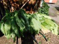 Tobacco Seedlings 9-22-17 193.jpg