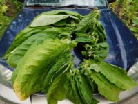 Tobacco Seedlings 9-22-17 198.jpg