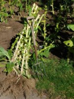 Tobacco Seedlings 9-27-17 199.jpg