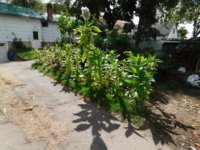 Tobacco Seedlings 10-01-17 204.jpg