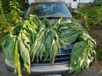 Tobacco Seedlings 10-07-17 213.jpg