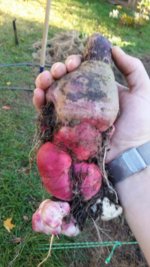 daikon.jpg