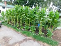 Tobacco Seedlings 8-28-17 137.jpg