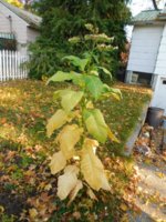 Tobacco Seedlings 10-29-17 227.jpg