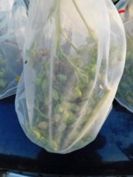 Tobacco Seedlings 10-29-17 228.jpg