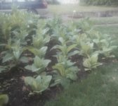 Tobacco Seedlings 7-6-17-14 (2).jpg