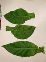 Tobacco Seedlings 11-07-17 235.jpg