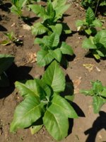 Tobacco Seedlings 7-7-18 -34 gb.jpg