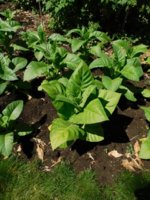 Tobacco Seedlings 7-8-18 -38 gl 939.jpg