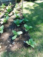 Tobacco Seedlings 7-8-18 -40 Conn B & Delhi 34.jpg