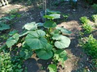 squash 7-22-18.jpg