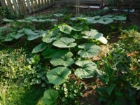 Tobacco seedlings 7-29-18 squash.jpg